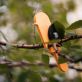 Купити Настільний акустичний екран Titmouse від MAIIMO