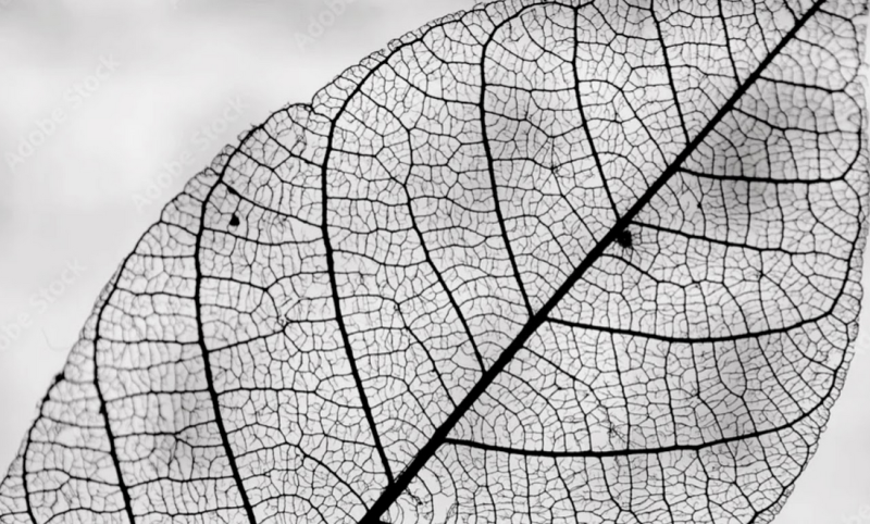 Купити Table LEAF CONE від MAIIMO